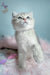 Bodia | scottish fold kitten