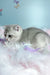Bodia | scottish fold kitten