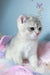 Bodia | scottish fold kitten