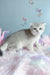 Bodia | scottish fold kitten