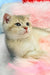 Bodia | scottish straight kitten