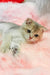 Bodia | scottish straight kitten