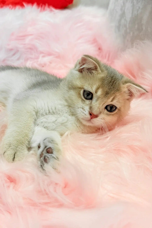 Bodia | scottish straight kitten