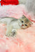 Bodia | scottish straight kitten
