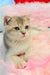 Bodia | scottish straight kitten