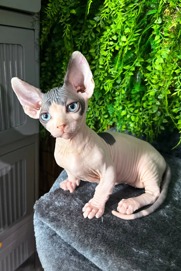 Hairless Sphynx kitten named Bogdan with blue eyes and grey markings on its head