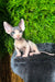 Hairless Sphynx kitten Bogdan with blue eyes chilling on a dark cushion