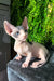 Hairless Sphynx kitten Bogdan with blue eyes resting on a dark cushion