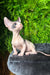 Hairless Sphynx kitten looking alert and curious in Bogdan | Canadian Sphynx Bambino Kitten