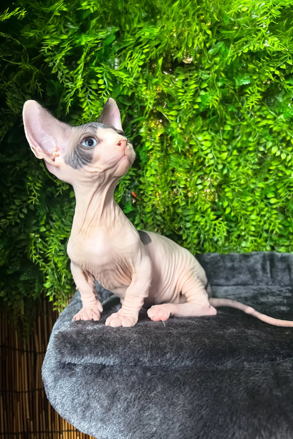 Hairless Sphynx kitten looking alert and curious in Bogdan | Canadian Sphynx Bambino Kitten