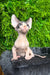 Adorable Hairless Sphynx kitten with wrinkled pink skin and big ears, perfect for cuddles