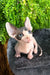 Hairless Sphynx cat with big ears and blue eyes from Bogdan Canadian Sphynx Bambino Kitten