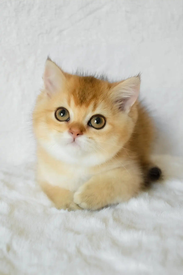 Bogema | british shorthair kitten