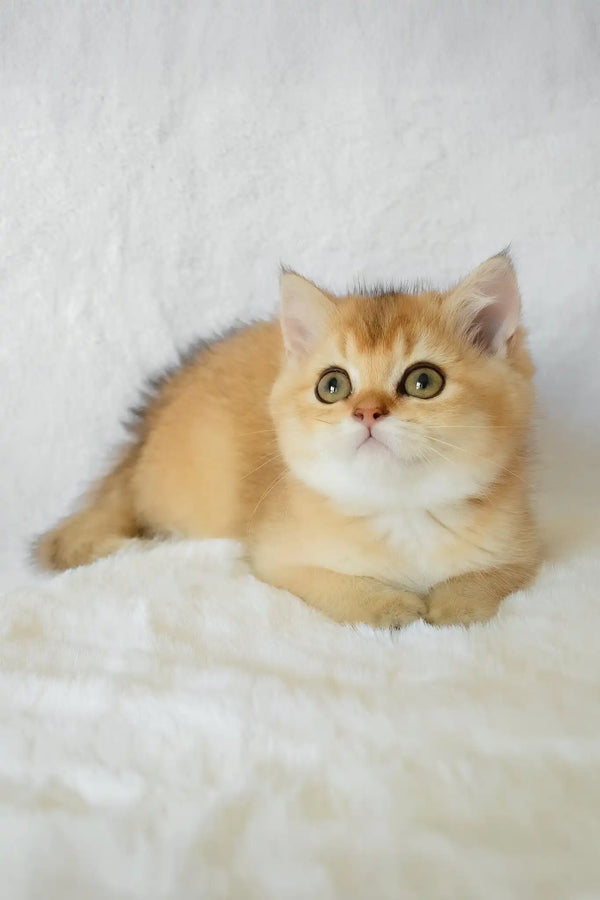 Bogema | british shorthair kitten