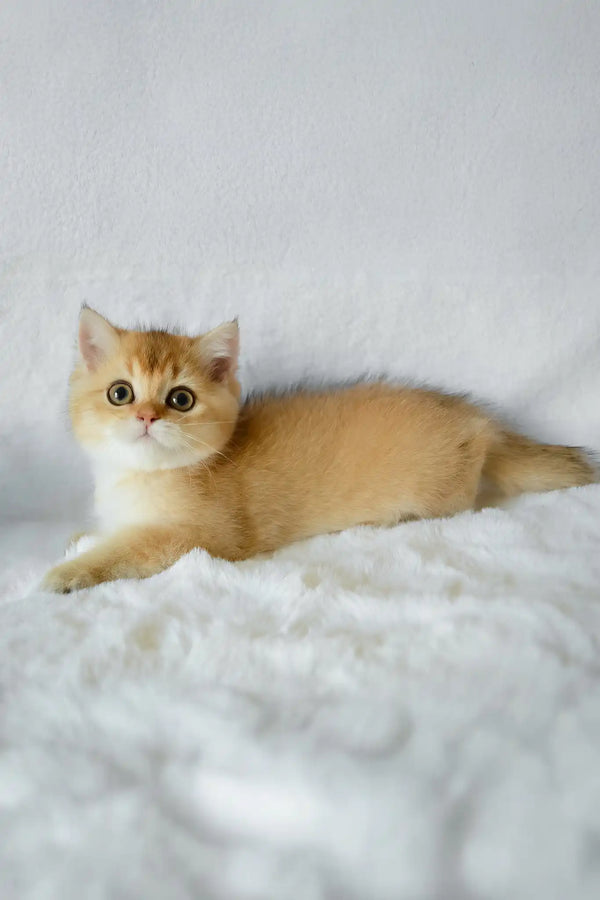 Bogema | british shorthair kitten
