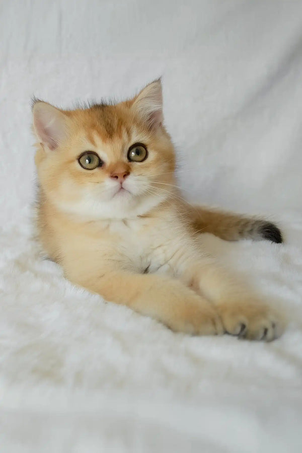 Bogema | british shorthair kitten