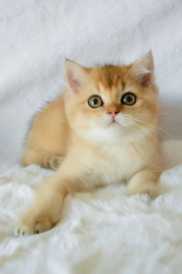 Bogema | british shorthair kitten