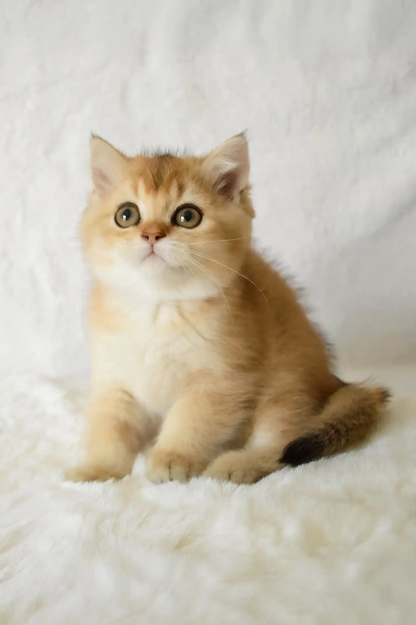 Bogema | british shorthair kitten