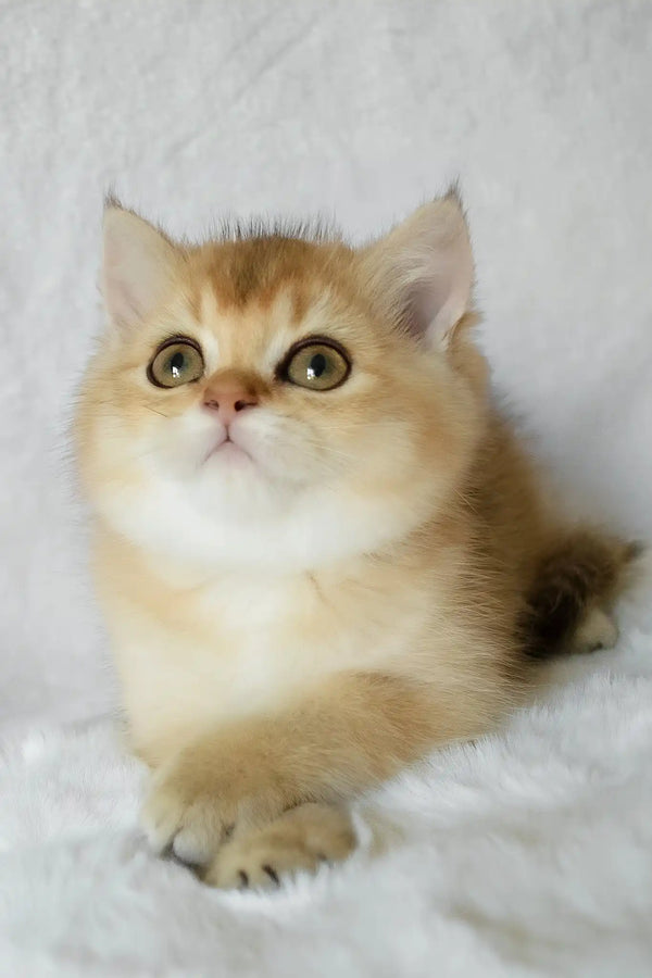 Bogema | british shorthair kitten