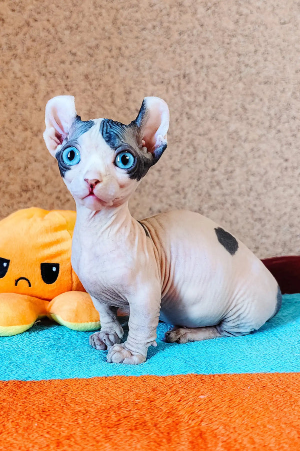 Cute Hairless Dwelf Sphynx Kitten named Bon-Bon with stunning blue eyes
