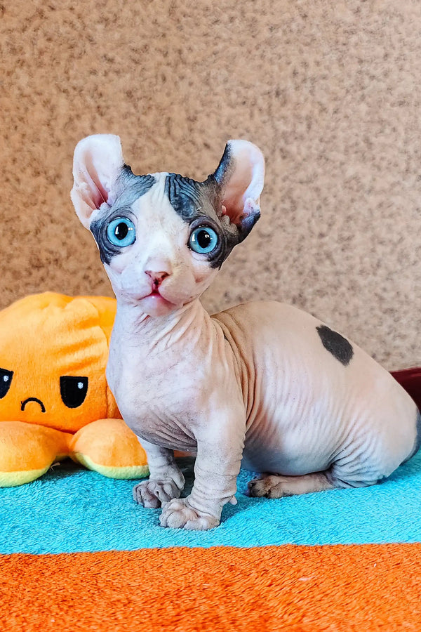 Cute hairless Dwelf Sphynx kitten Bon-Bon with striking blue eyes