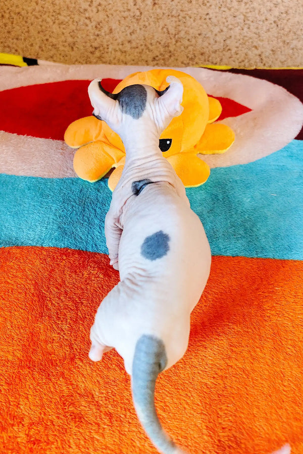 Adorable Bon-Bon, a hairless Dwelf Sphynx kitten with cute gray spots