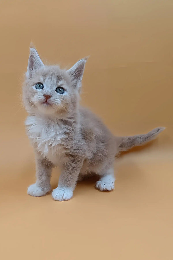 Bon | maine coon kitten