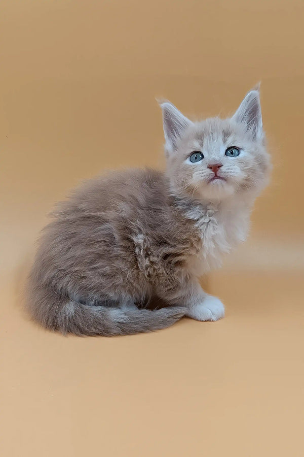 Bon | maine coon kitten