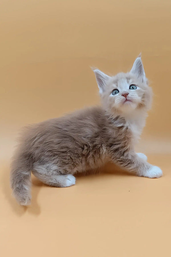 Bon | maine coon kitten