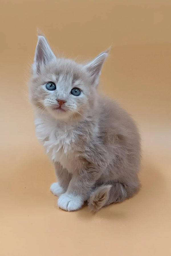 Bon | maine coon kitten