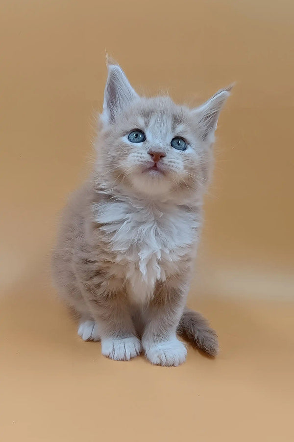 Bon | maine coon kitten
