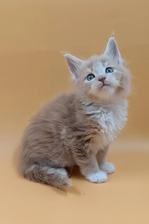 Bon | maine coon kitten