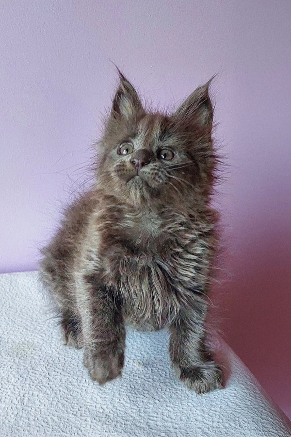 Fluffy gray Maine Coon kitten named Bona looking super adorable and playful
