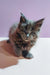 Fluffy gray Maine Coon kitten in the Bona Maine Coon Kitten product display