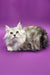 Fluffy gray and white Persian cat lounging next to Bona Maine Coon Kitten product