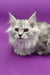 Fluffy silver-gray Maine Coon kitten with pointed ears and long fur looking adorable