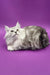 Fluffy white and grey Persian cat lounging beside Bona Maine Coon Kitten toy