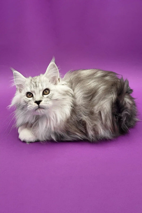 Fluffy white and grey Persian cat relaxing with Bona Maine Coon Kitten product