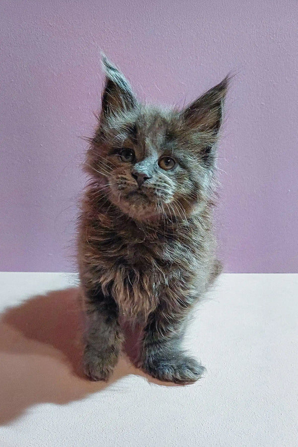 Gray Maine Coon kitten named Bona looking adorable in a cozy setting