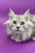 Cute long-haired grey Maine Coon kitten with bright amber eyes and pointed ears