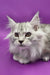 Long-haired white Maine Coon kitten with alert eyes and tufted ears ready for love