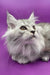 White long-haired Maine Coon kitten gazing upward with bright, captivating eyes