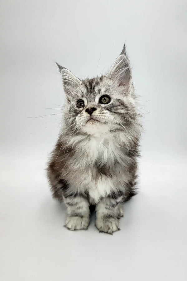 Cute Silver Tabby Maine Coon Kitten in the Bond Maine Coon Kitten product display