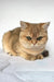 Cream British Shorthair kitten Boni lounging with stunning green eyes