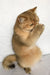 Golden-brown British Shorthair kitten hiding its face with its paw in a cute pose