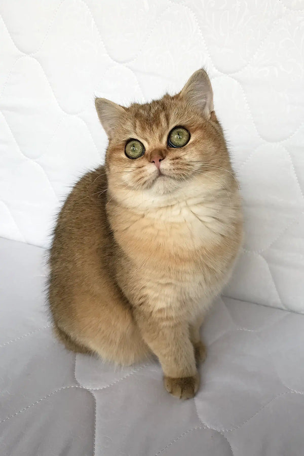 Golden British Shorthair kitten Boni with fluffy fur and bright green eyes