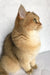 Cute golden British Shorthair kitten with cream underside sitting in profile view