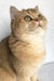 Golden British Shorthair kitten Boni with green eyes looking up adorably