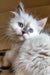 Bonna | siberian kitten