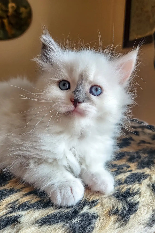 Bonna | siberian kitten